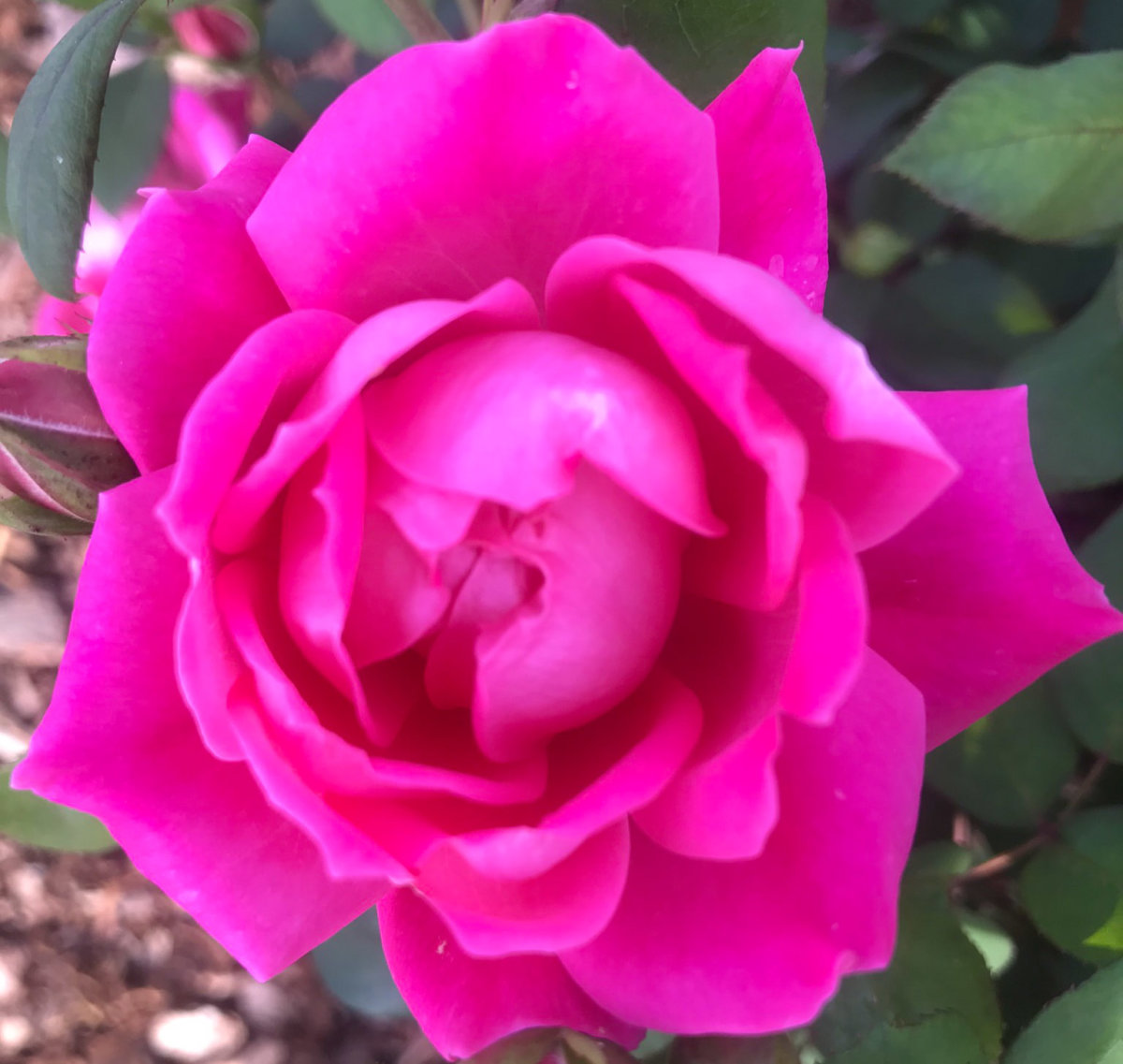 Foundations of Living Joyfully